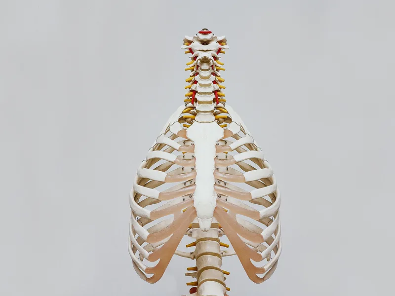 How X-Rays works at Integrated Chiropractic